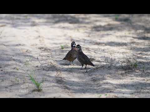 SOLD! La Espuela Ranch